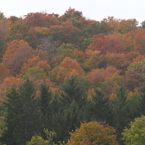 Everything you need to know about enjoying fall colours at Gatineau Park this Thanksgiving weekend