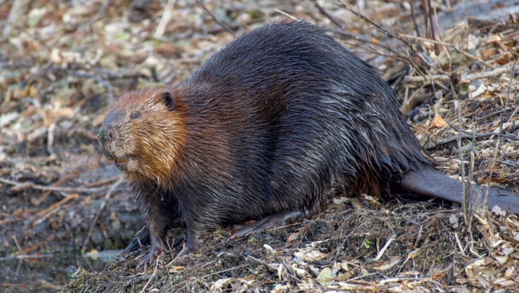 CFRA Live - How the beaver became Canada's iconic symbol