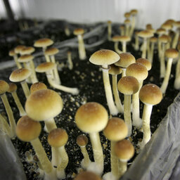 ESS – Magic mushroom therapy approved to help some Canadians facing end-of-life care
