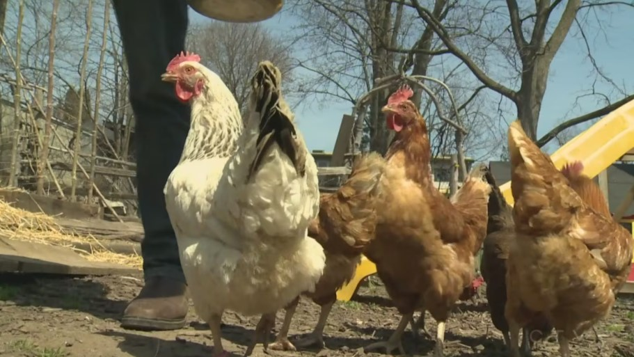 Bringing backyard chickens to Smiths Falls