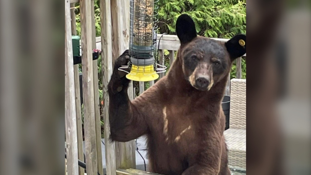 Ottawa Now – ‘It wasn’t necessary at all’: Bridlewood resident livid after black bear fatally shot by police