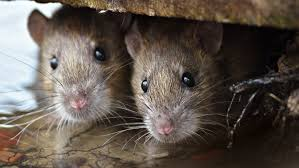 TMR "East-end Ottawa family dealing with massive rat infestation" Kyla White Interview
