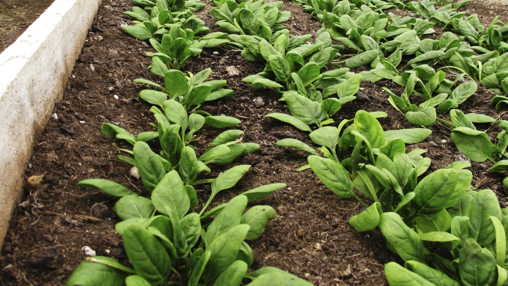 ESS: Scientists have taught spinach to send emails