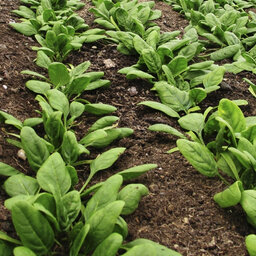 ESS: Scientists have taught spinach to send emails