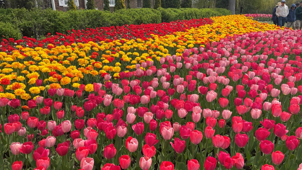 TMR " Ottawa's iconic tulip festival is facing a major cash crunch" - Jo Riding Interview
