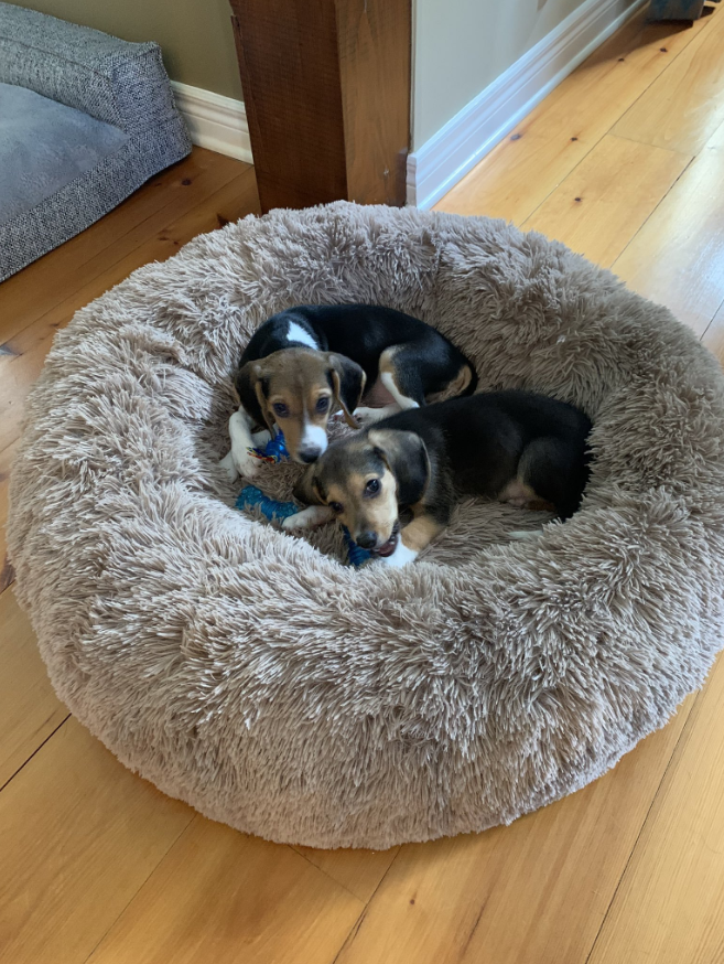 Two beagles saved from U.S. testing facility now calling Ottawa home