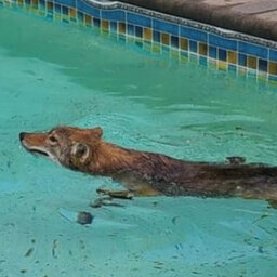 CFRA Live – Ottawa resident spots wild coyote trapped in her pool