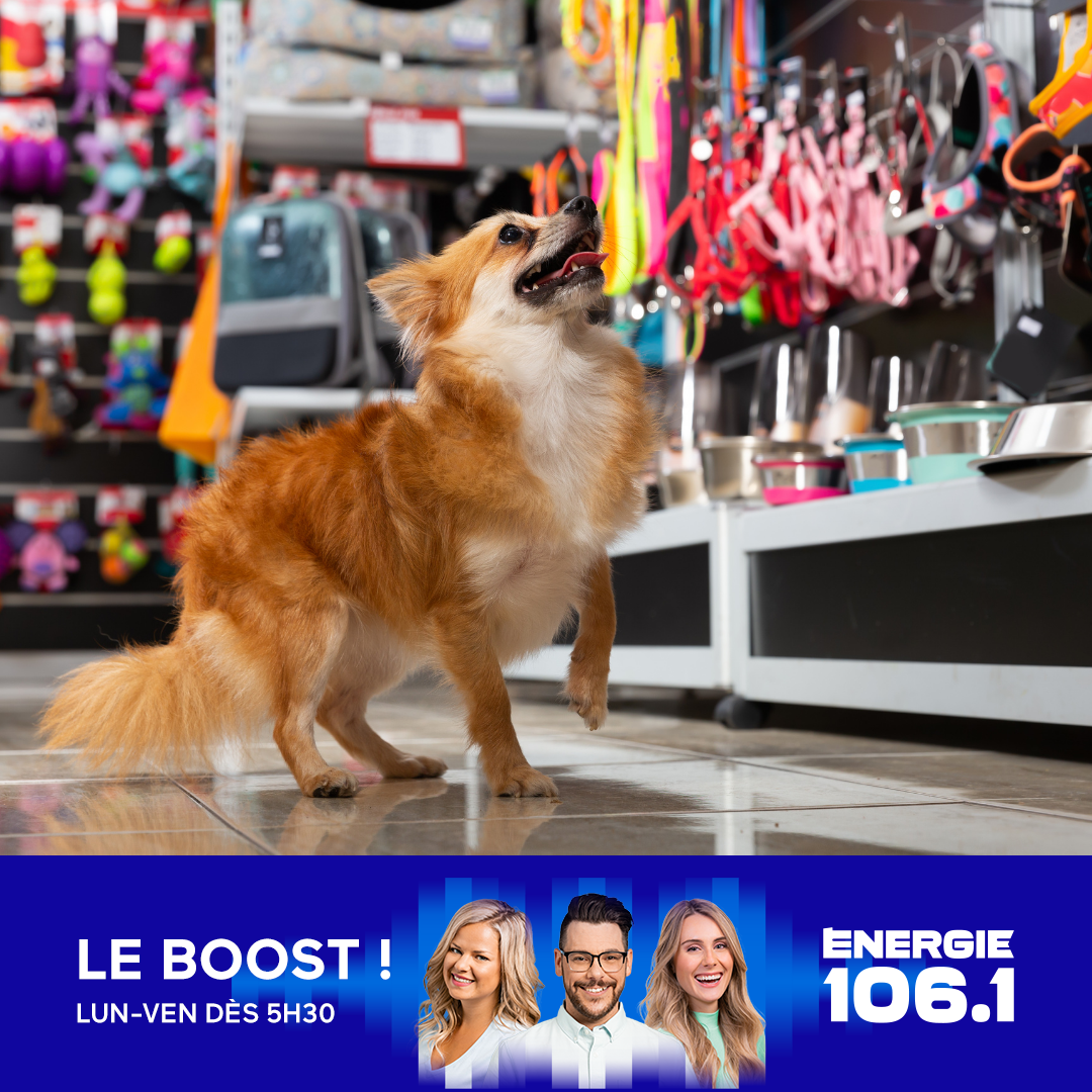 Coup de téléphone dans une animalerie de Sherbrooke