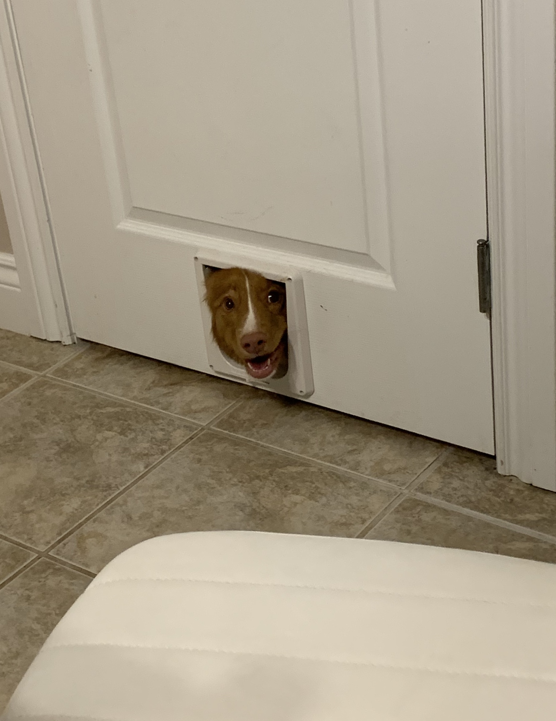 If A Dog Wore Pants, How Would He Wear Them?!