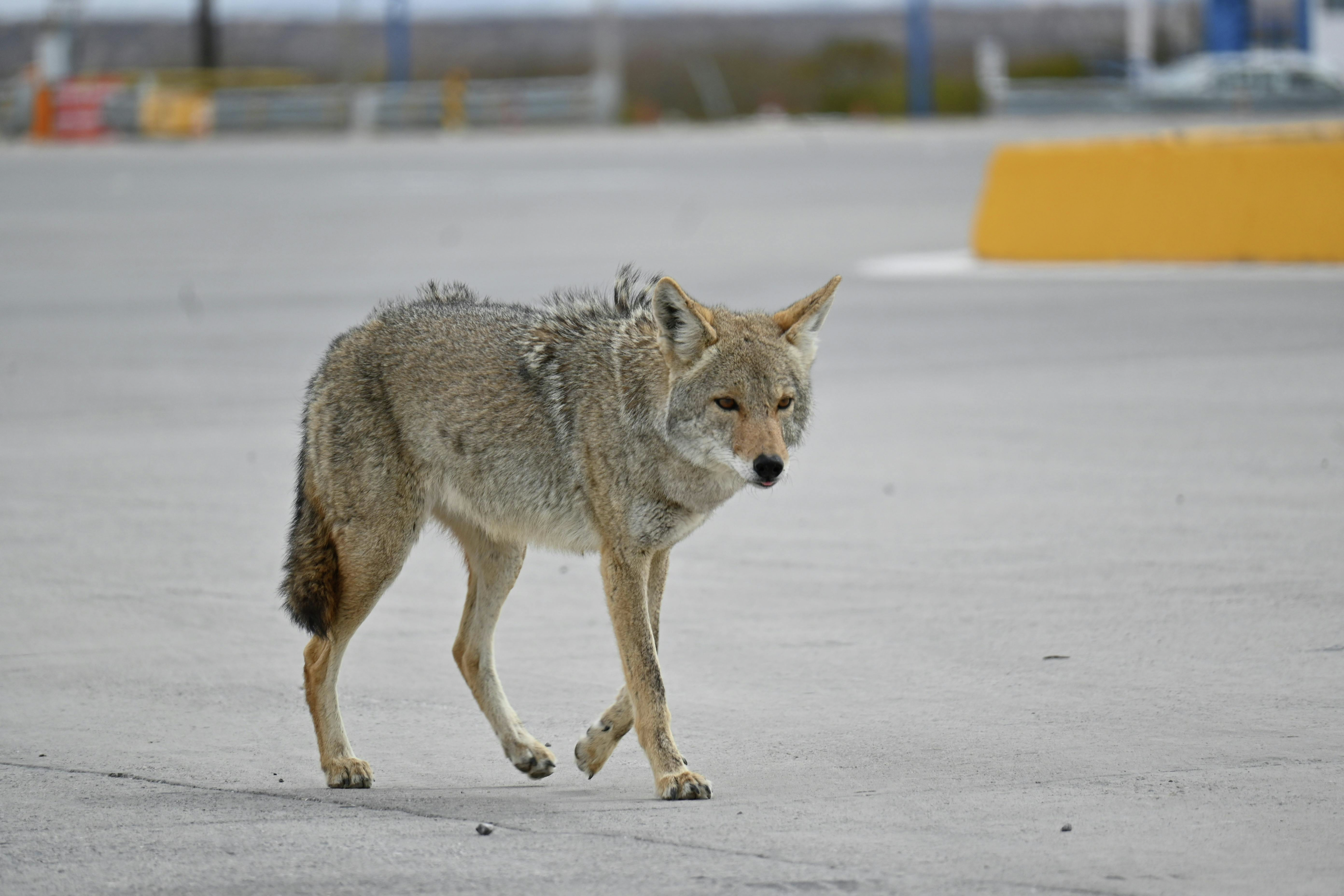 Hour 4: Paven Bratch, serial entrepreneur in health and tech- he took care of a coyote problem on his Hamilton area property, there is a need for early detection when it comes to cancers and Kathleen Wynne - Stuff that’s working… and stuff that isn’t. episode artwork