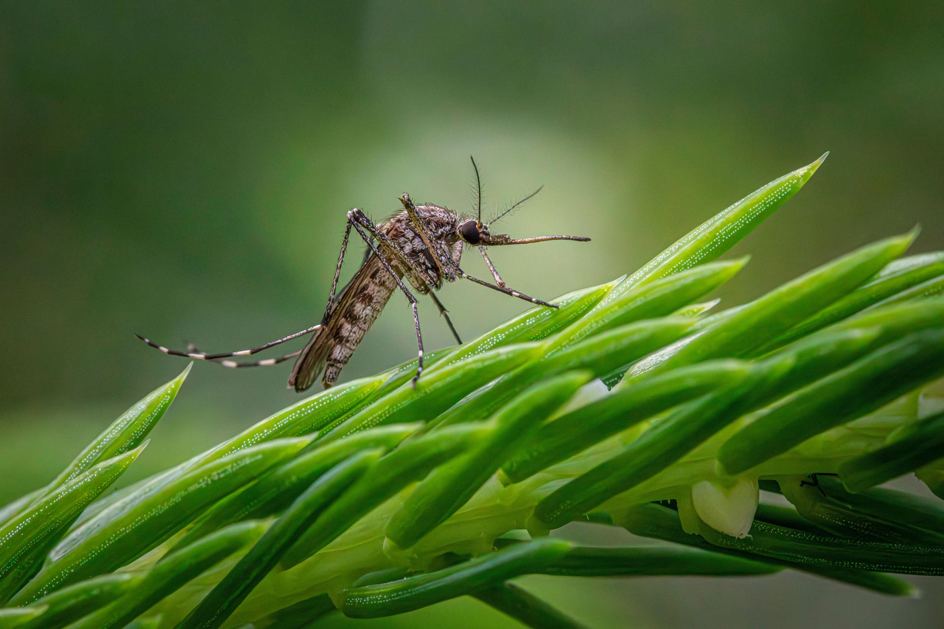 Hour 4: New Stats on Crime, Better Than We Feel - New Opioid Treatment - Tough Mosquitos episode artwork