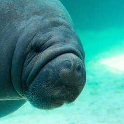 We Help Jeff Adopt His Very First Manatee On 'Manatee Appreciation Day.'