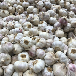 Garlic Festival At The Carp Farmers Market