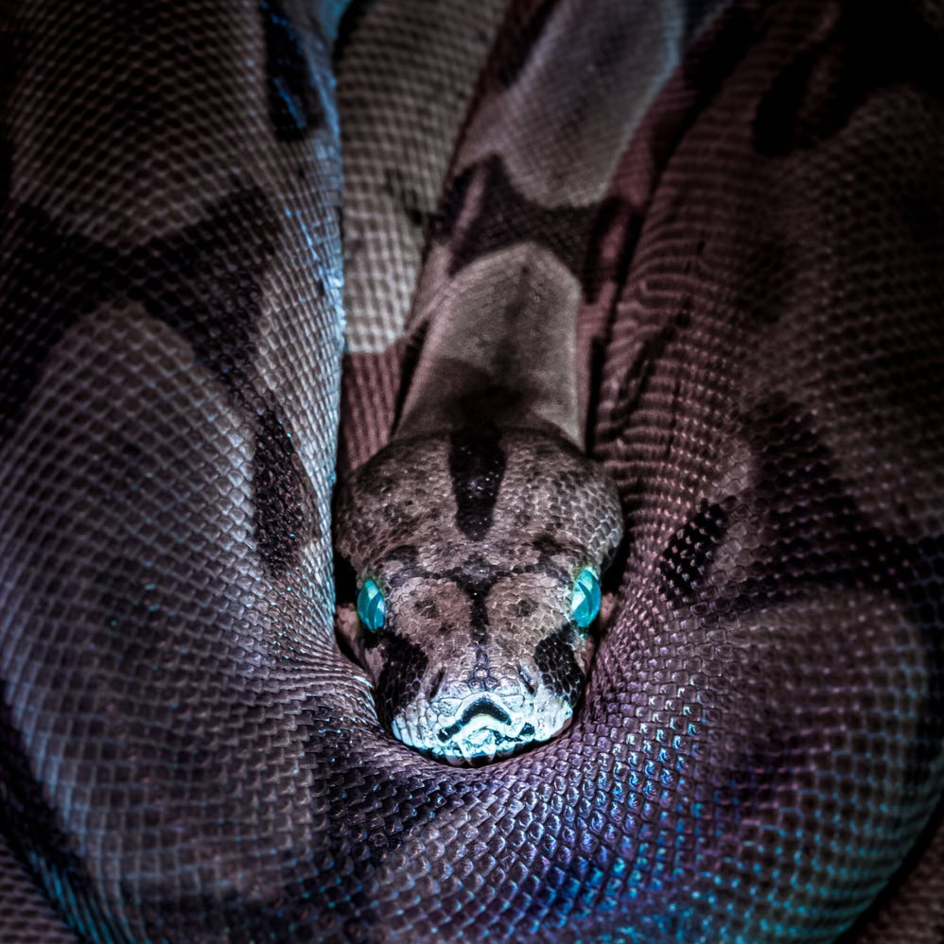 The Brazilian pit viper and treating IBD episode artwork