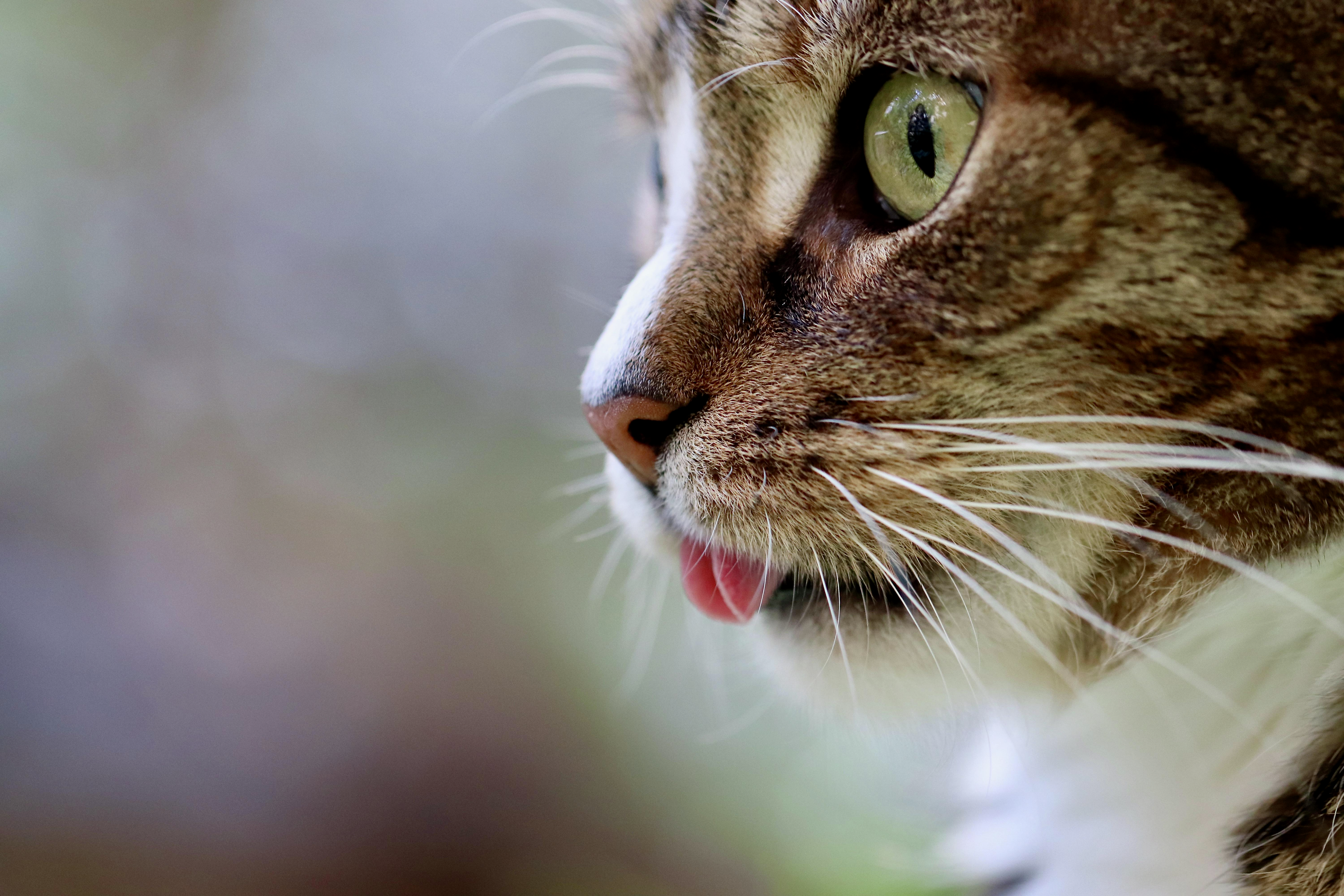 Rallies call on Quebec to manage over-population of stray, feral cats episode artwork