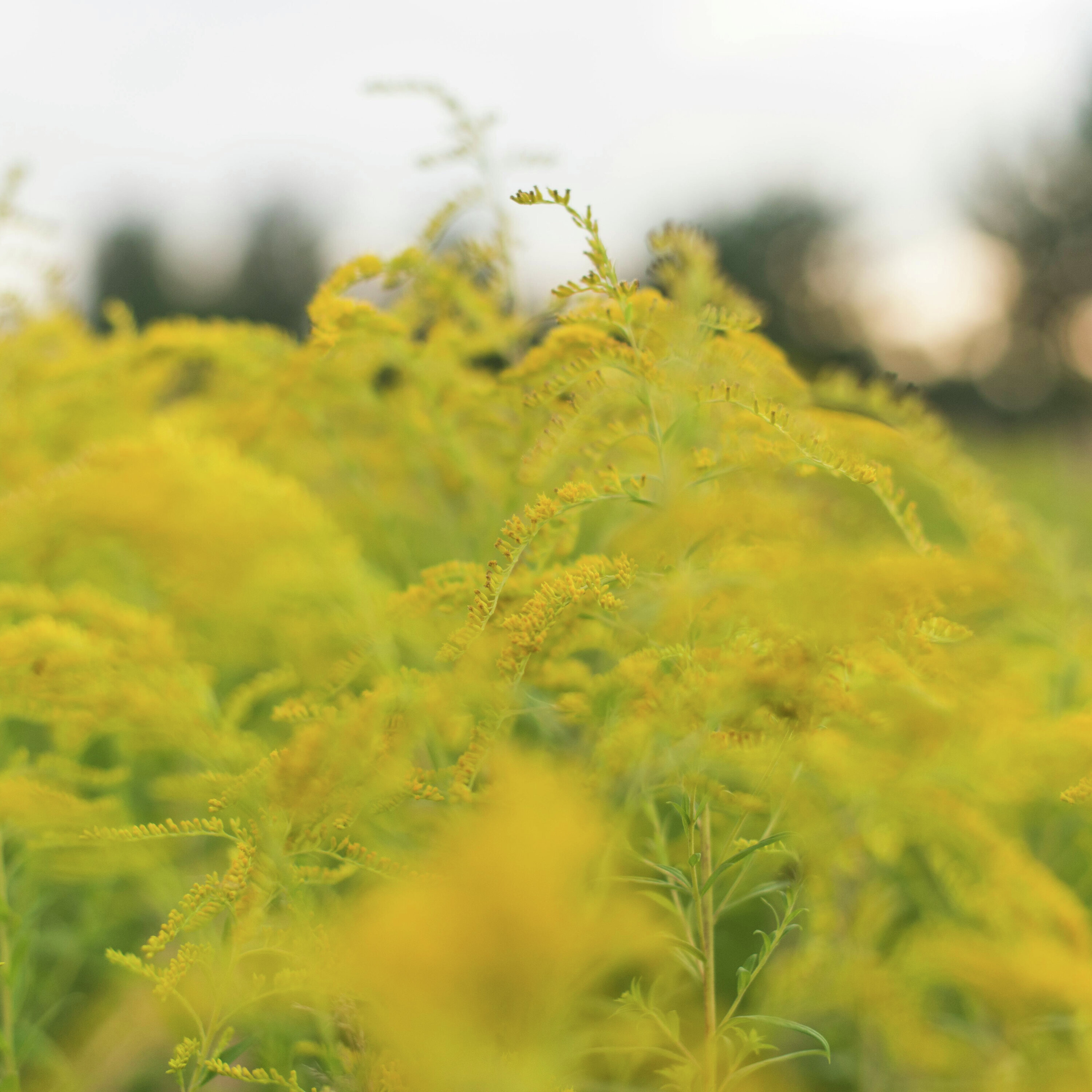 It's ragweed season!