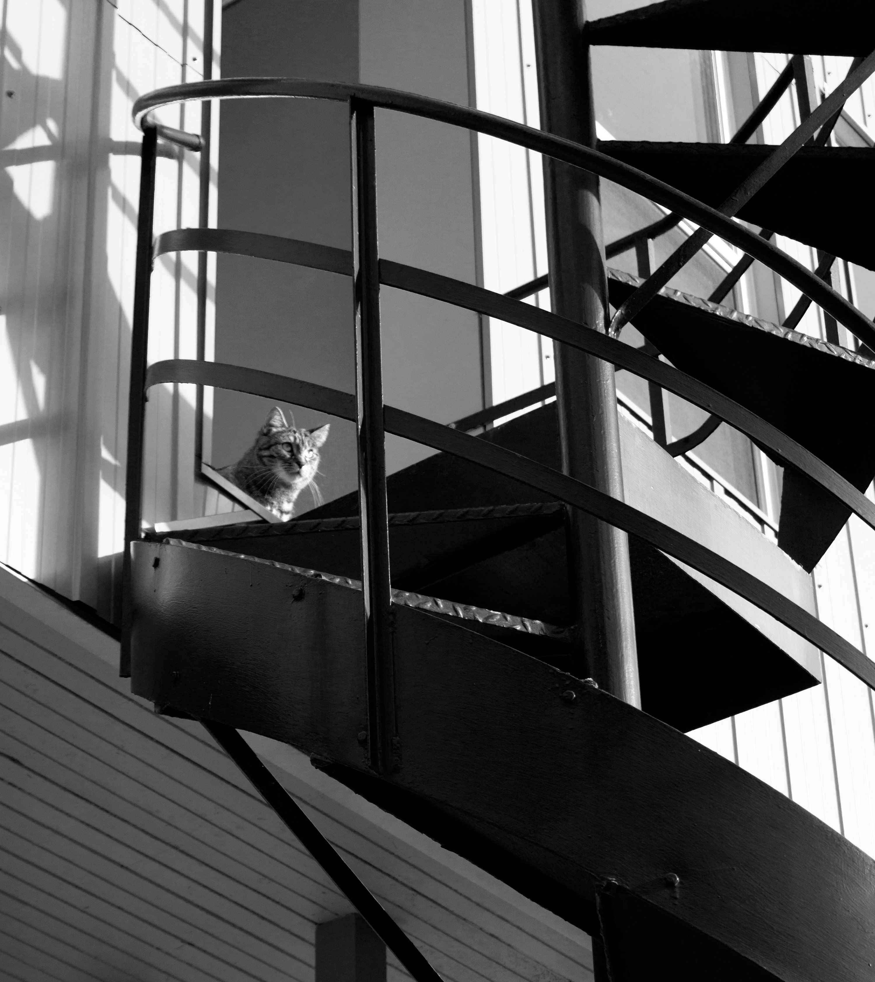 Spiral staircases and alleyways: Here's what makes Montreal's architecture so unique episode artwork