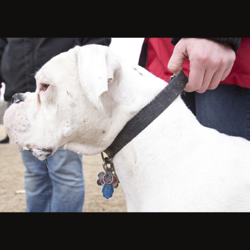Dog registration enforcement begins in Leamington episode artwork