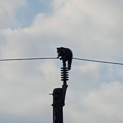 Racoon rescued from power lines in South Windsor