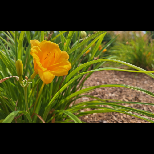 Looks like a hot weekend, how can you prepare the garden?