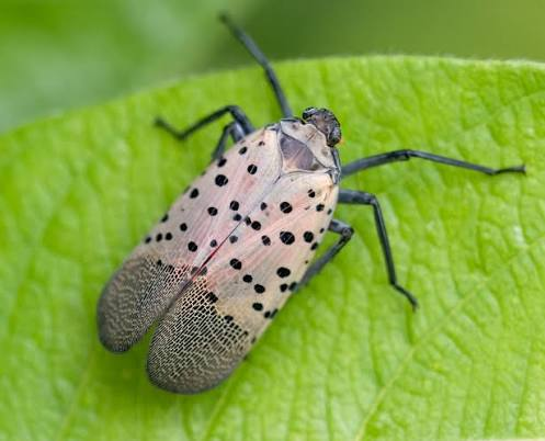 Spotted Lanternflies spotted in Canada could posse a threat to our wineries