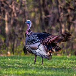 Watch out for wild turkeys!