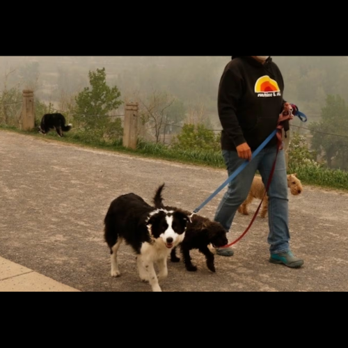 Is wildfire smoke putting your pet at risk? episode artwork