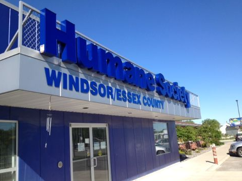 Judge orders do-over vote at Windsor-Essex Humane Society after members were blocked episode artwork