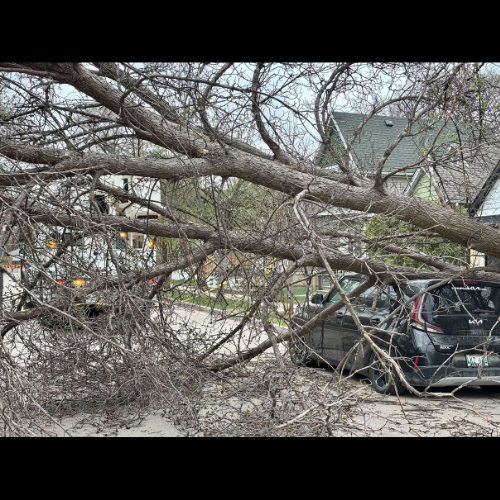 What to do if you have old trees in your yard episode artwork