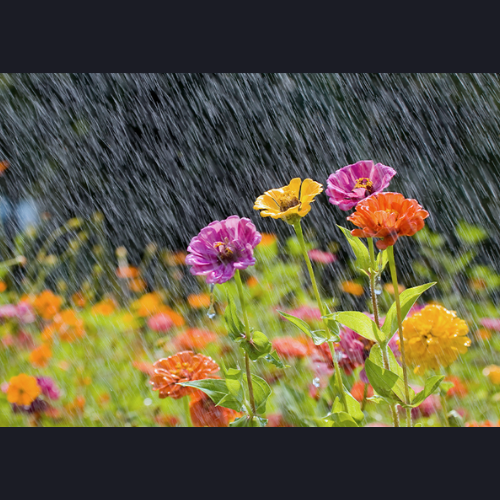 Rainy Weekend Ahead - How can you prepare the garden episode artwork