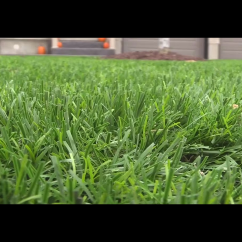 When should I start laying grass seed?