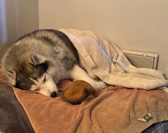 Dog rescued from icy waters of Detroit River episode artwork