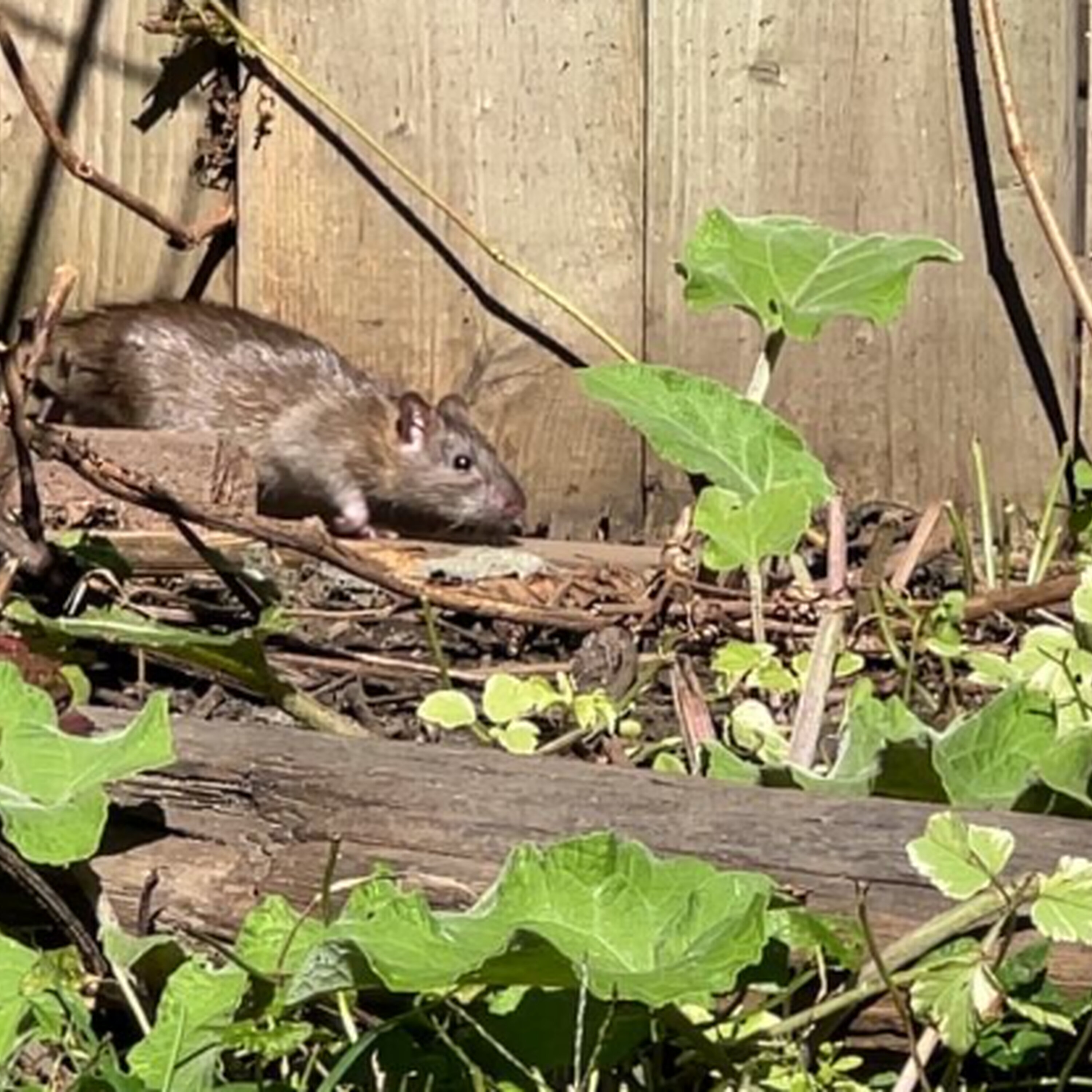 Rat Problems in LaSalle Rat Problems in LaSalle