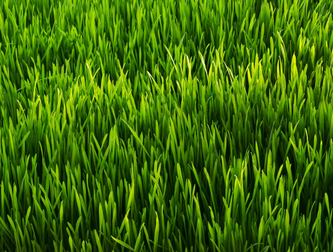 Have we had too much run for your outdoor plants and grass? episode artwork