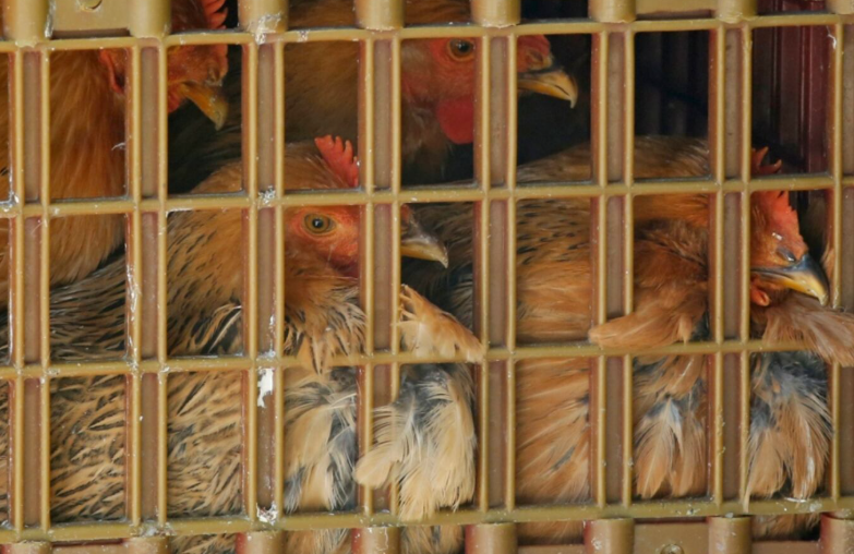 Bird flu confirmed at commercial poultry farm in Amherstburg episode artwork