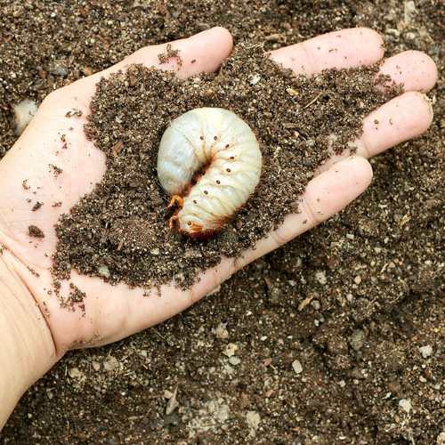 Grubs Galore episode artwork