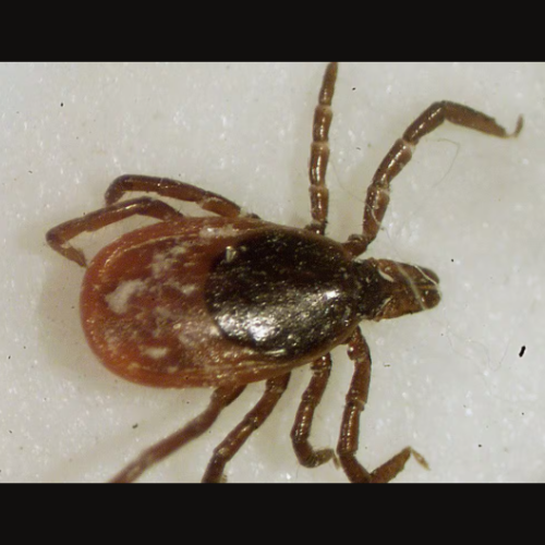 Tick season is here and scientists are warning it could be a bad one episode artwork