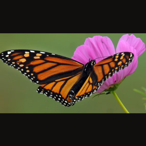 It's Monarch Season