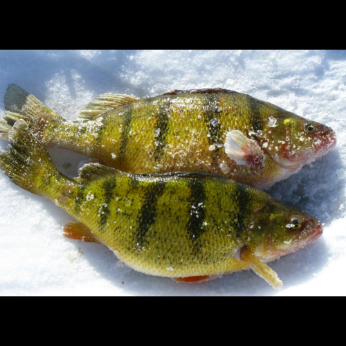 Where are all the Perch?
