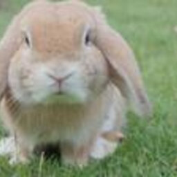 Augmentation importante du nombre d'abandons de lapins en Montérégie.