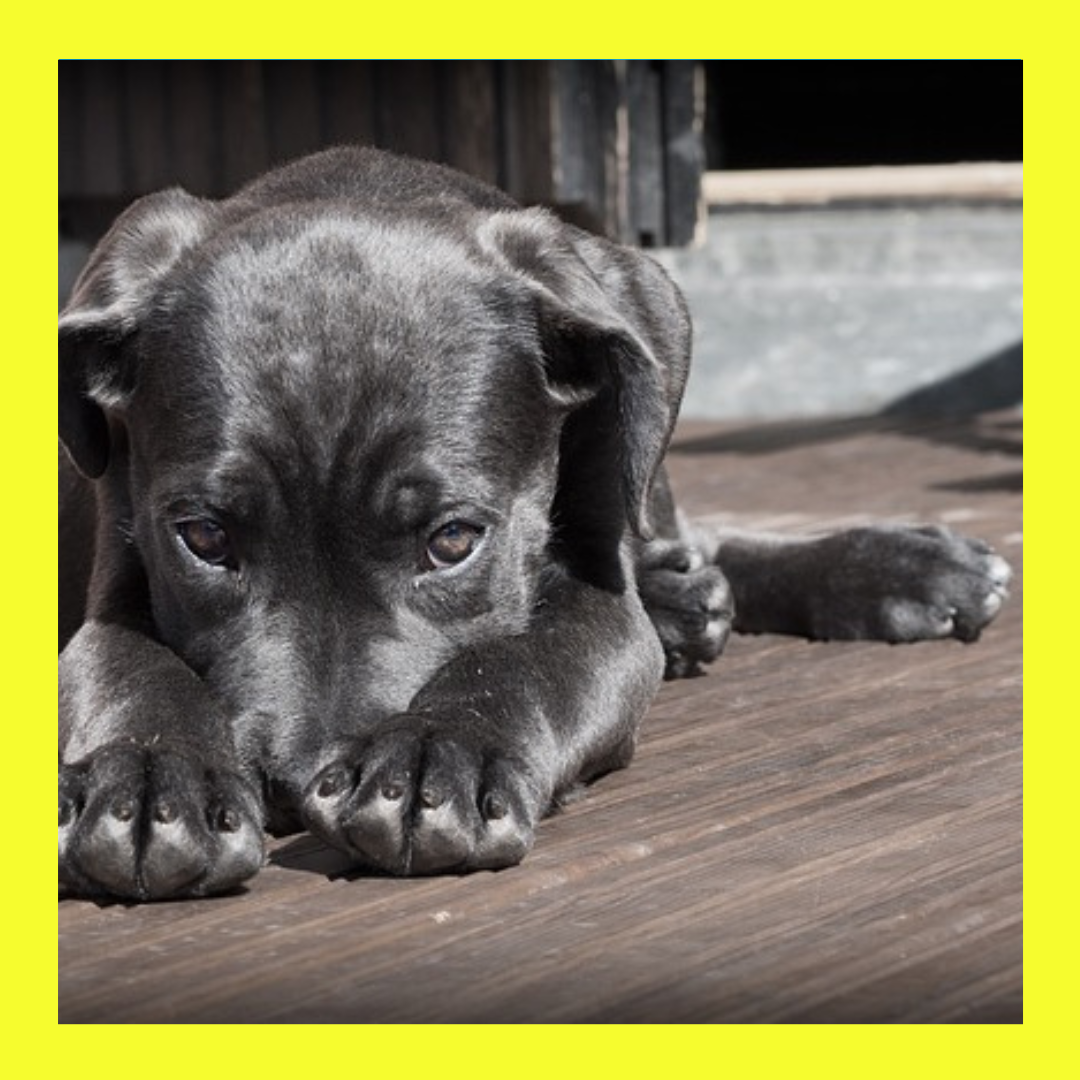 This TV Show Is Upsetting Dogs!