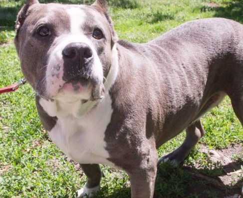 Should Montreal bring back its pitbull ban after recent incidents?