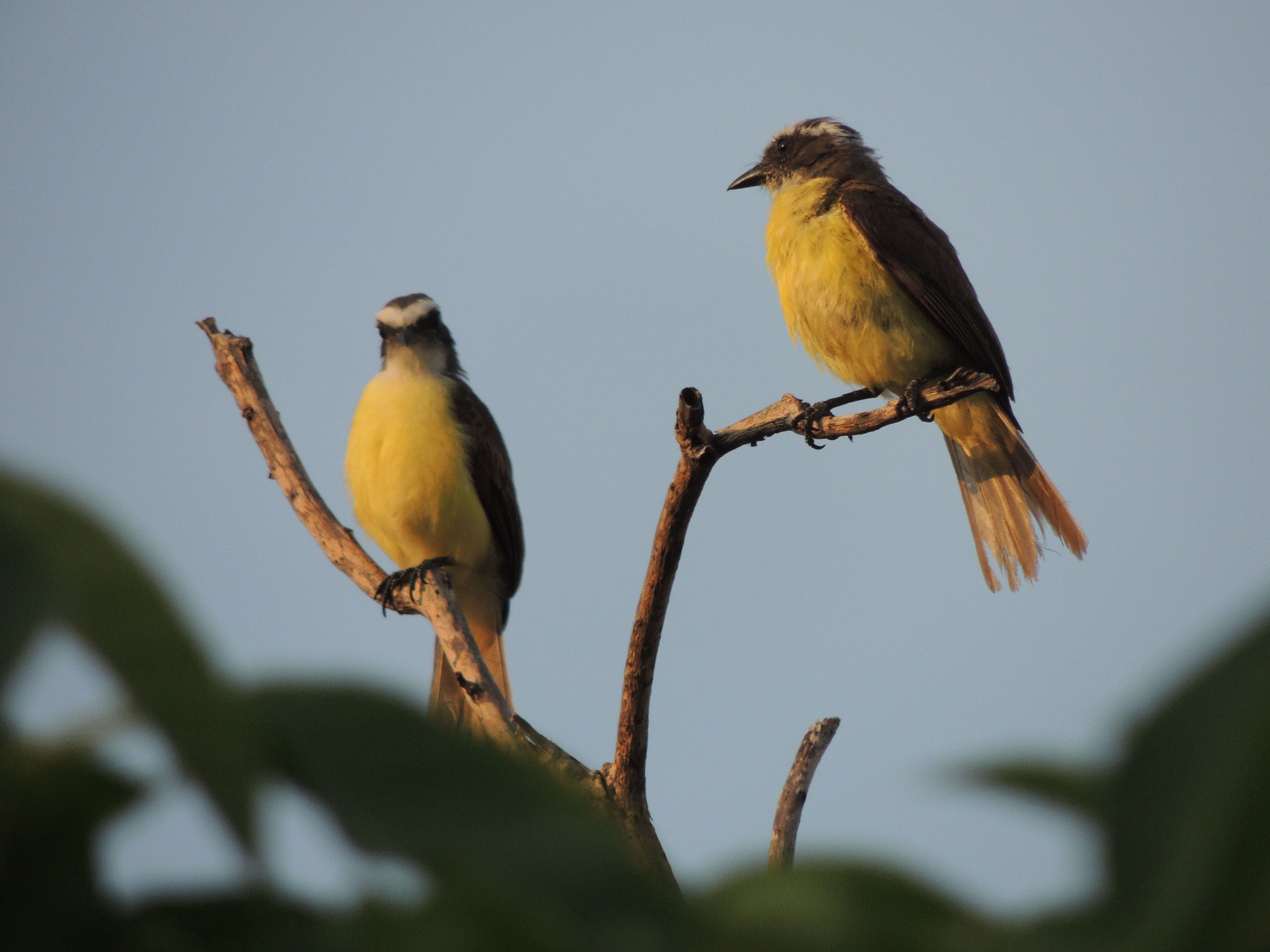 Bird populations across North America continue to decline. Here is how you can help