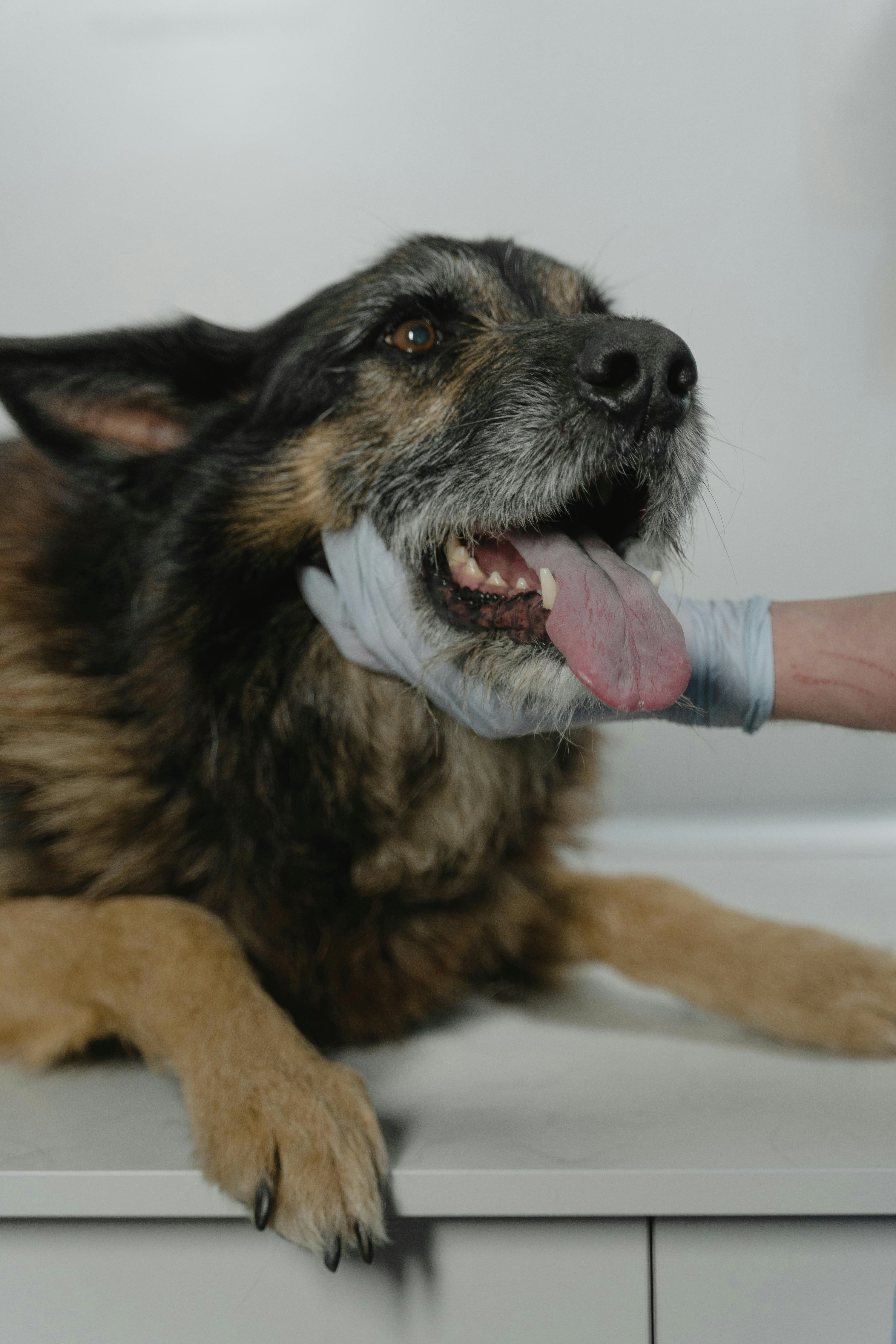 How to protect your dog against the potential spread of parvovirus
