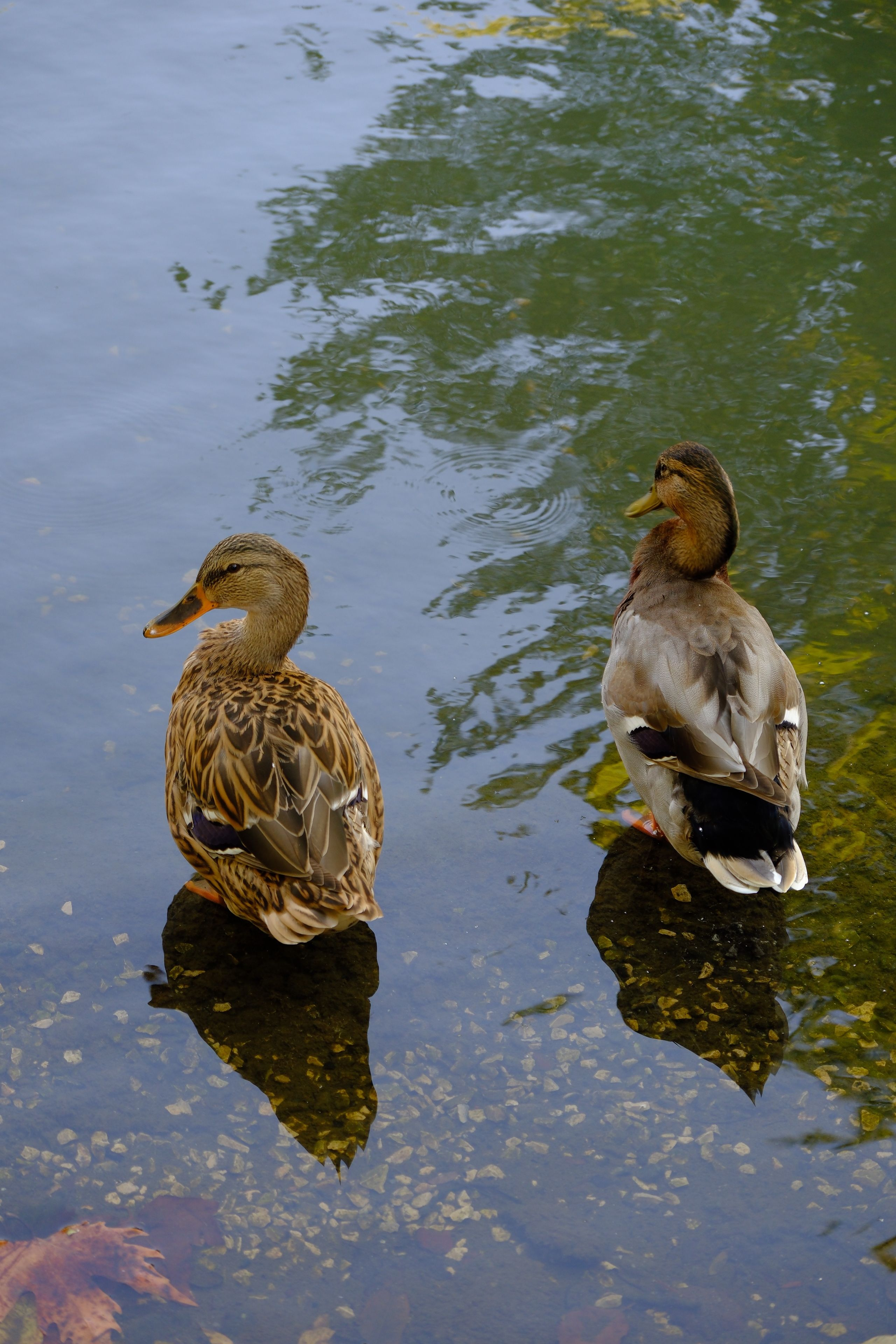 St. Lazare family discovers duck family in their backyard