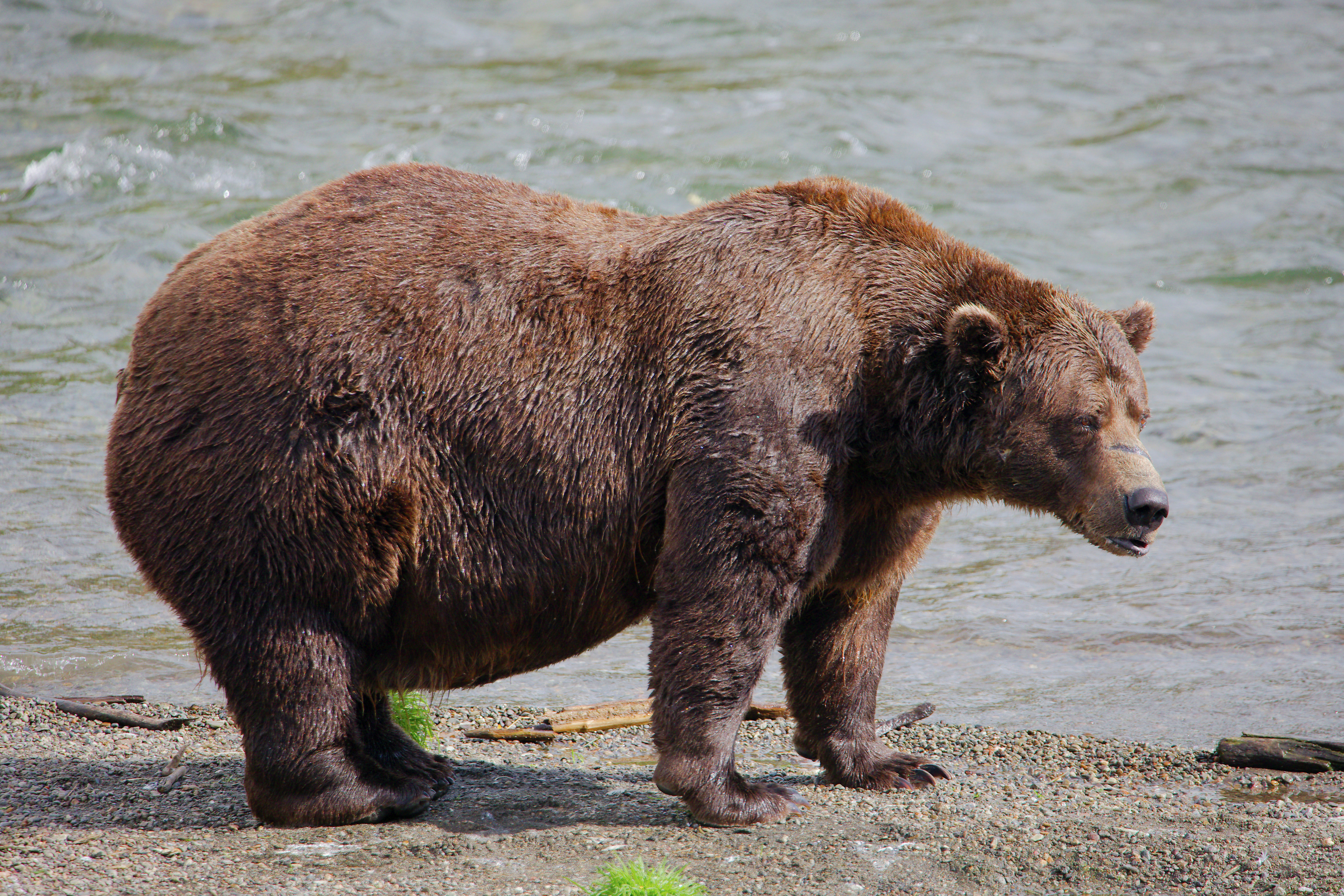 How you can vote for Fat Bear Week episode artwork