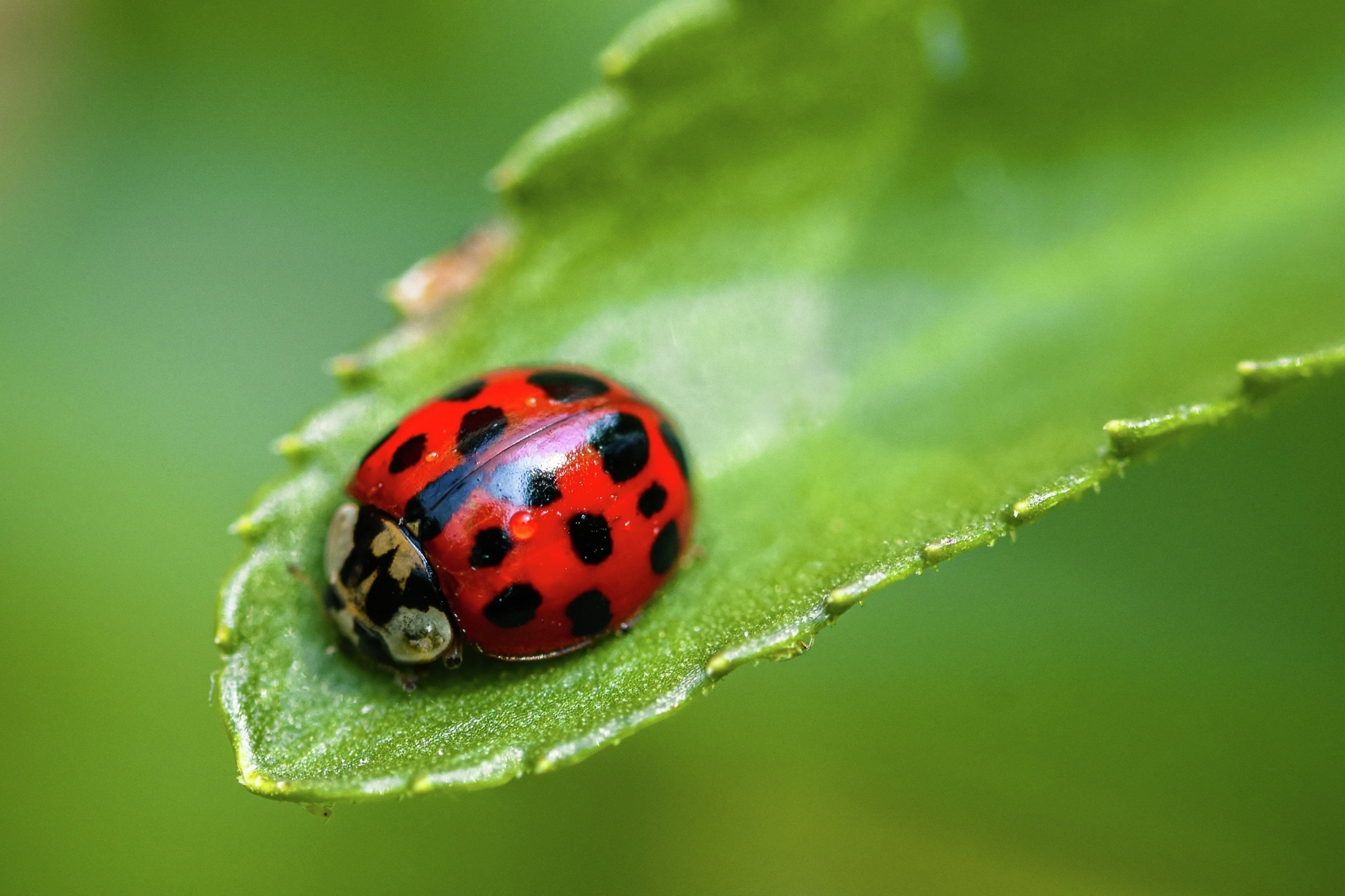 What is the difference between ladybugs and Asian lady beetles?