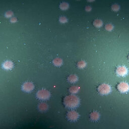 Pink sea urchins moving to shallower waters as deep sea food sources, oxygen levels decline due to ocean warming
