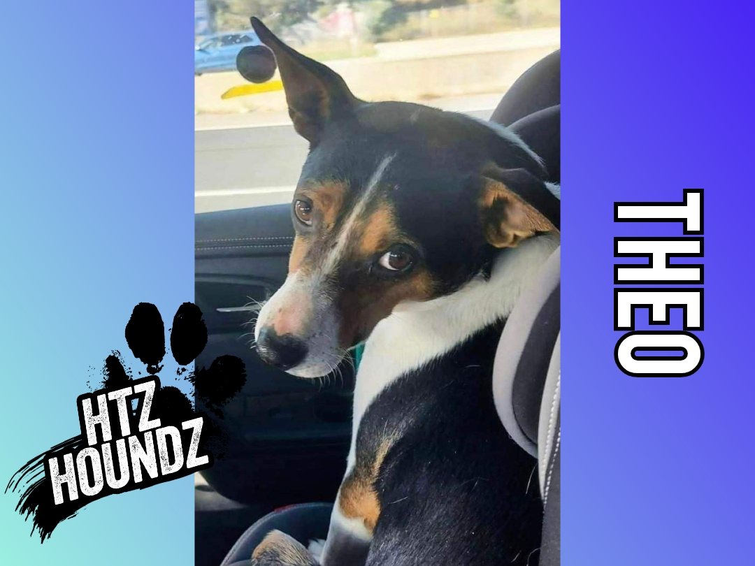 ADOPTED! HTZ HOUNDZ: Adoptable Dog of the Week - Theodore