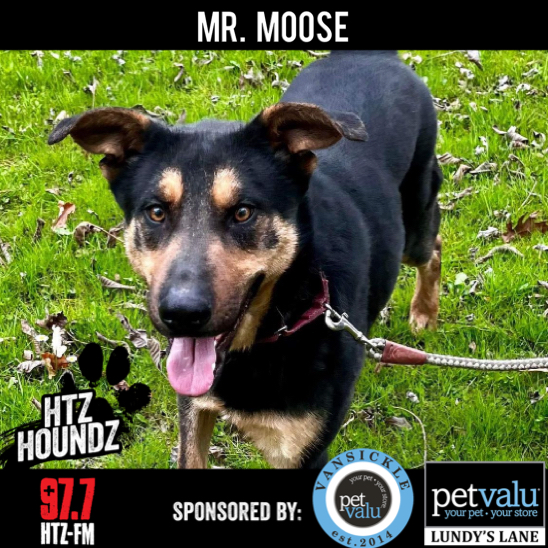 ADOPTED! Mr. Moose - HTZ Houndz: Adoptable Dog of the Week